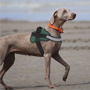 New Bolux Dog No-Pull Harness and Stretch Dog Leash, Medium